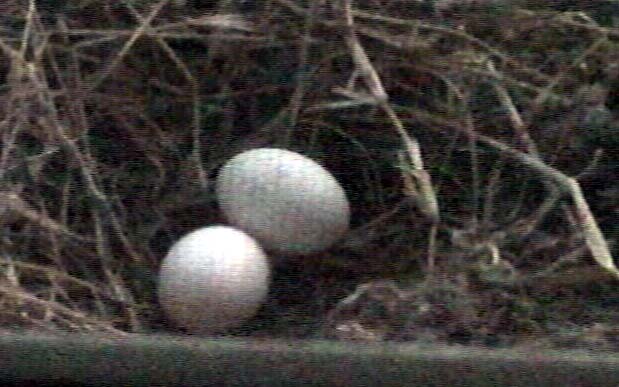 eggs in the nest JPG