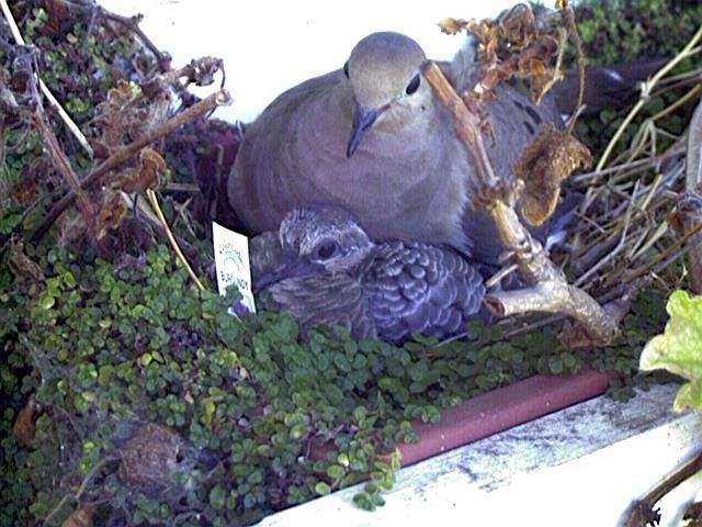 Dove and young in nest.