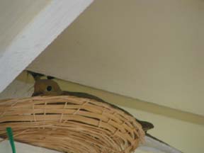 The nest basket.