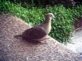 A fledgling on the porch JPG