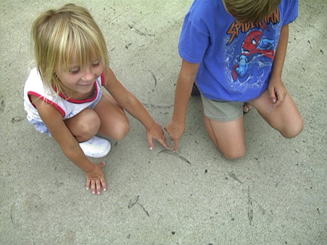 sidewalk fossil