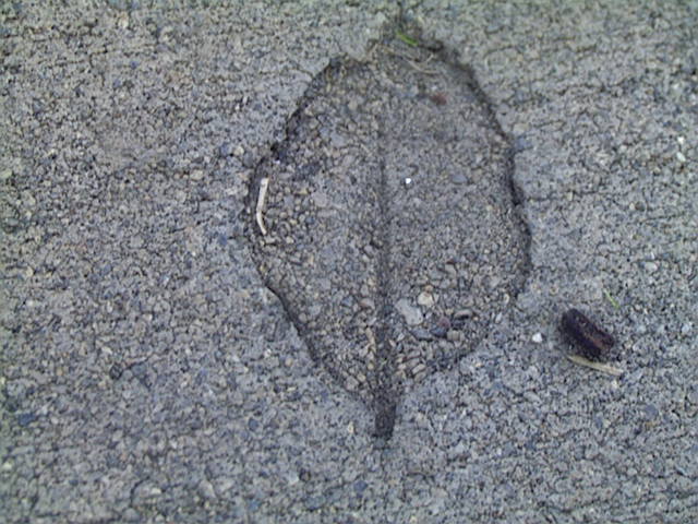 sidewalk fossil